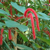 Acalypha hispida Burm.f.